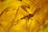 Detailed Fossil Dance Fly (Empididae) In Baltic Amber #166195-2